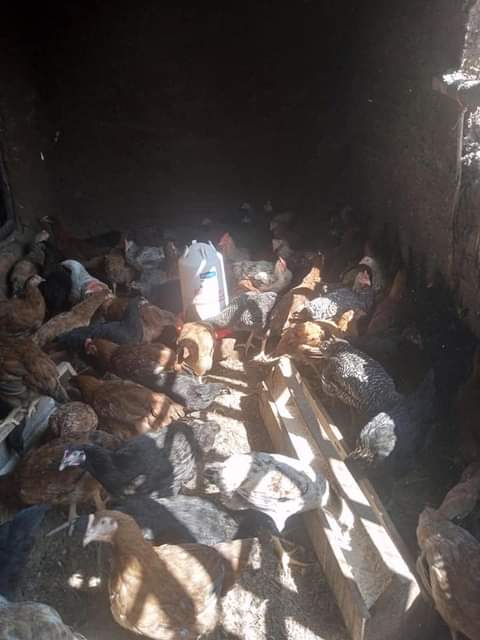 A picture of Chicken for Christmas