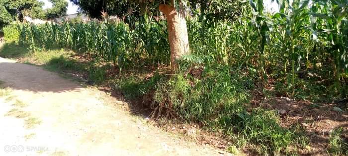 kagugu accommodation
