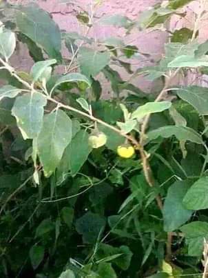 A picture of Mujarab