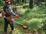 A picture of Nyengo or grass cutter