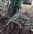 A picture of NANSANA TOWN PLOT FOR SELL 18m