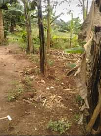 A picture of LAND FOR SALE MASAKA ROAD