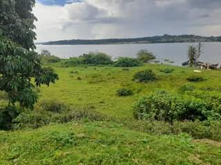 A picture of Two acres for sale in Mukono Katosi good for resort
