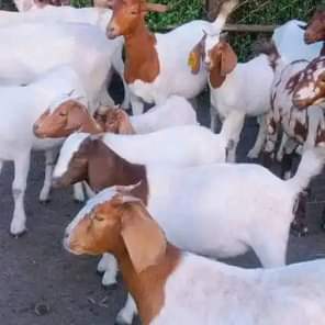 A picture of FEW GOATS REMAINING FOR GRAB WITH FREE DELIVERIES DONE ACROSS