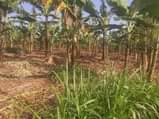 A picture of NEW ESTATE AT BUKALANGO ALONG HOIMA ROAD ESTATE ALONG HOIMA