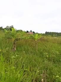 A picture of Land