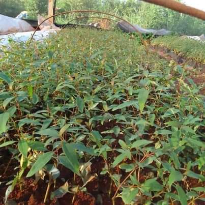 A picture of Cutting GU7 eucalyptus