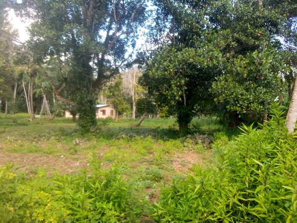 A picture of Shamba