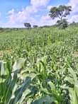 A picture of Good Good News 25 Acres zipangisibwa For hire with maize