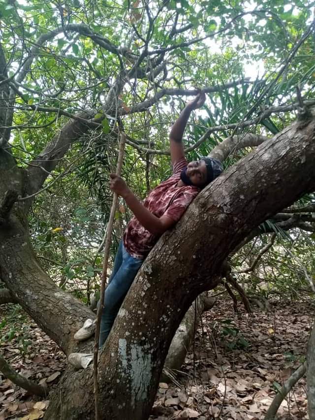 A picture of TWO ACRES OF CASHEW PLANTATION