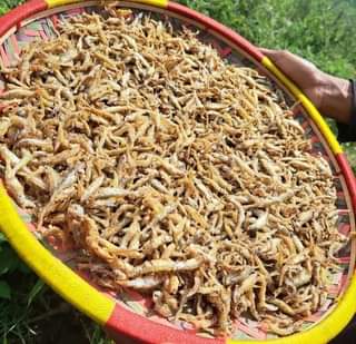 A picture of Pata dagaa nono kwa bei poa