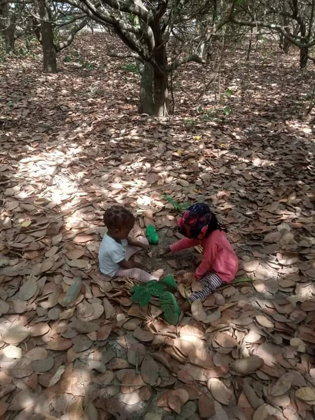 A picture of TWO ACRES OF CASHEW PLANTATION