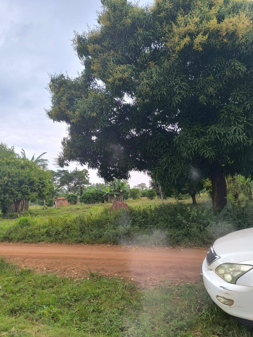 A picture of LUWERO KAKOOGE LAND Farmland of 5 Acres 13m Ugx per