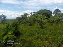 A picture of 80 acres for sale price 3m per acre private mailo