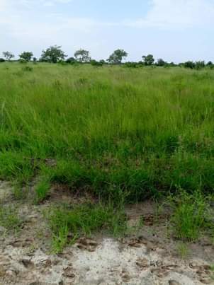 A picture of Kiwanja kinauzwa kiluvya makurunge milion 6 ukubwa sqm 612