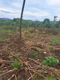 A picture of 30 acres of land private mailo land for sale price