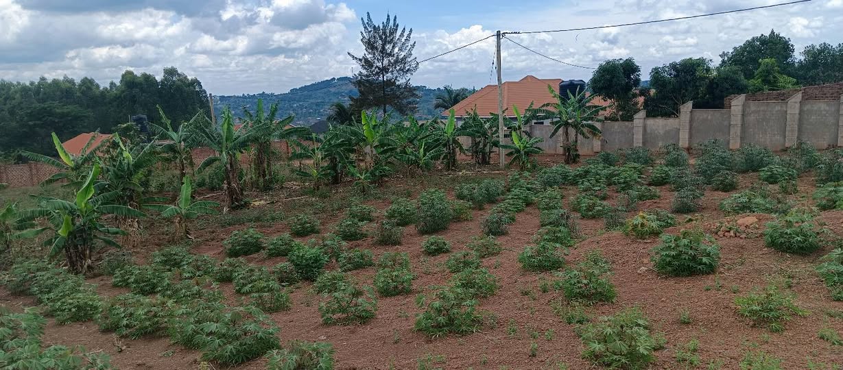 A picture of Titled Plot at Wakiso Jimbo. 35m. Power on site.