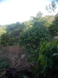 A picture of Land