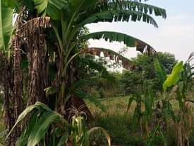 A picture of 11arces for sale nakaseke 9m per arca