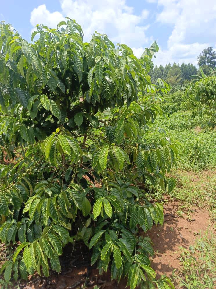 A picture of 3 fertile acres of land all at 46.5m 8km from