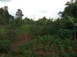 A picture of Half an acre for sale at Matugga kitanda