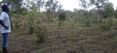 A picture of SHAMBA HEKA 6 BADO LIPO TSH 1 350 000 LIPO