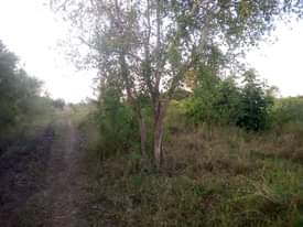 A picture of Shamba la eka 20 linauzwa shamba hili lipo hapa Kijiji