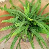A picture of Nauza Maua