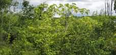 A picture of Shamba linauzwa Kiwangwa heka 50