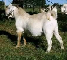 A picture of GOATS