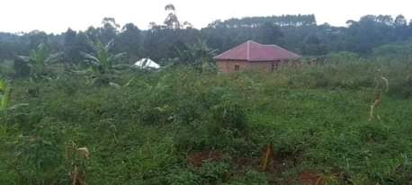 A picture of 50 100 plots at 4m Matugga Kavule 2km off Semuto