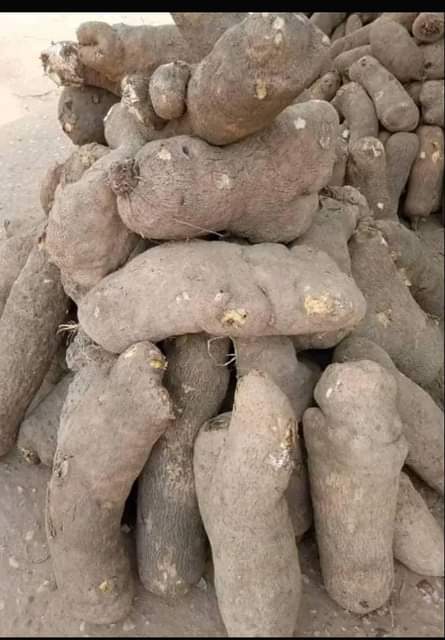 A picture of Tubber of benue yam