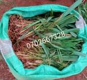 grass