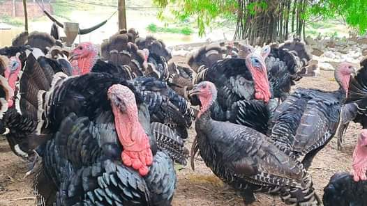 A picture of Guniea Fowls available pair 100 000 to 120 000 Turkeys