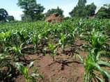 A picture of 8acres at 76m 14km from kikyusa trading center