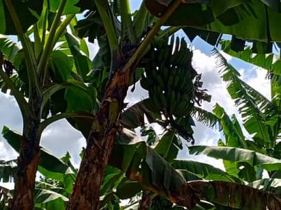 A picture of One Acre olusuke at 60m Matuga Kaaso Good for country