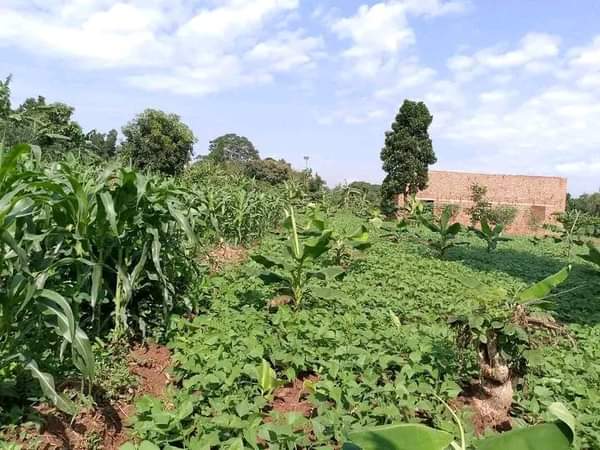 A picture of ANTI MR PROPERTY MANAGEMENT PLOT FOR SALE LOCATED AT KAPEEKA