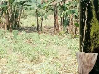 A picture of Land