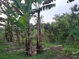 A picture of 14m READY TITLE PLOTS ON QUICK SALE 12m kisubuzi deal