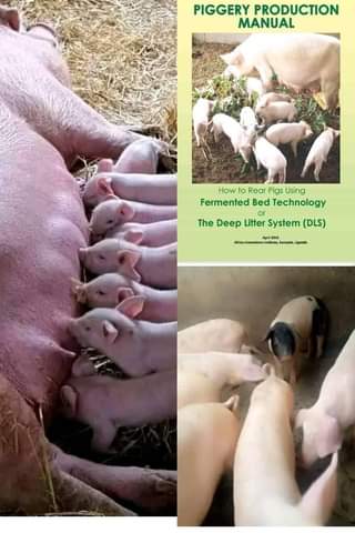 A picture of For pig farming guide ebooks Drop your number or WhatsApp