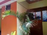 A picture of Single rms for rent in Kawempe Katooke town UGX100k. TEl