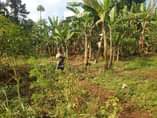 A picture of Matugga Migadde plot on quick sale