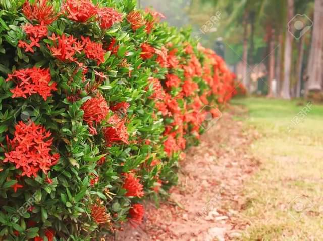 flowers