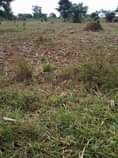 A picture of 50 fertile acres on sale all at 475m it s