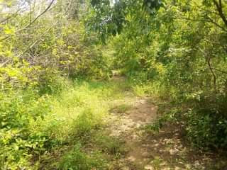 A picture of Shamba la eka 100 linauzwa milioni 20 halikatwi Linauzwa lote