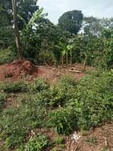 A picture of 1 fertile acre on sale at 7 8m it s