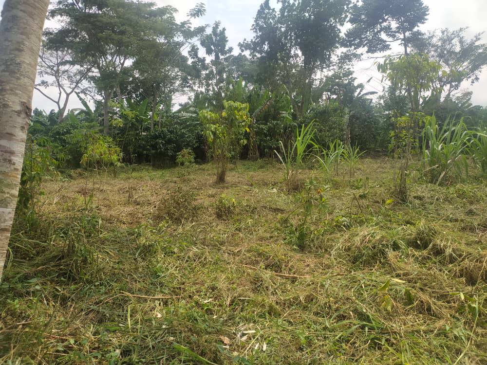 A picture of Land for sale in kisoga namaliga mukono district