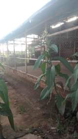 A picture of Farm for sale
