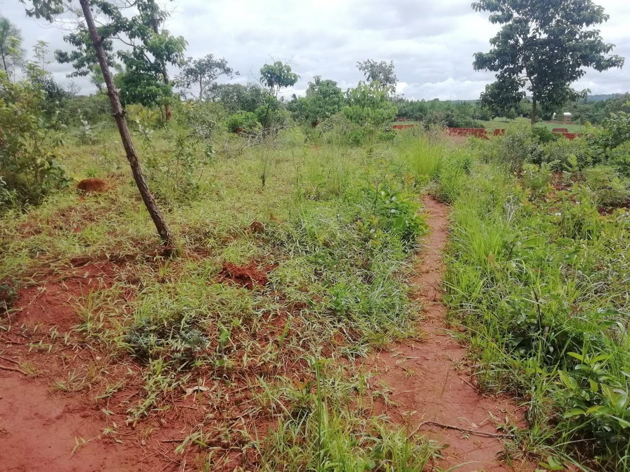 land