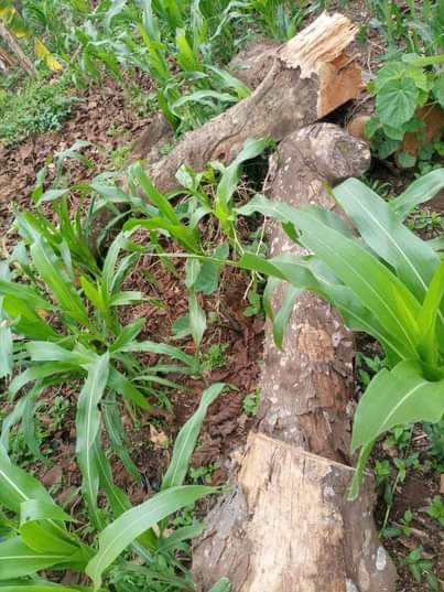 A picture of Firewood